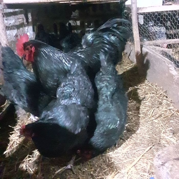 Ouă pentru incubat!