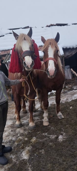 Vând daua iepe  una de 5 ani una de 7 ani