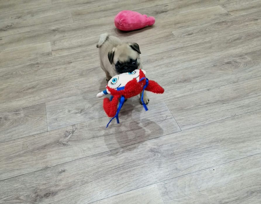 Очаровательные щенки мопса.