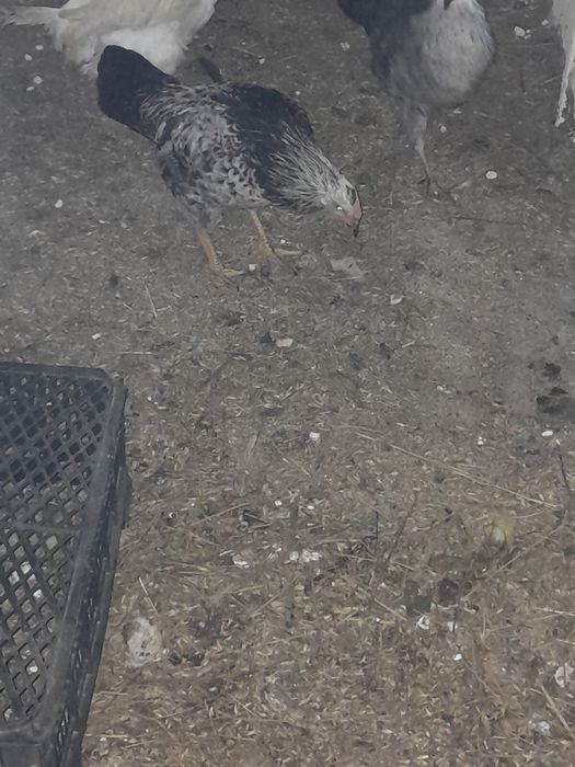 Продается 3 петуха