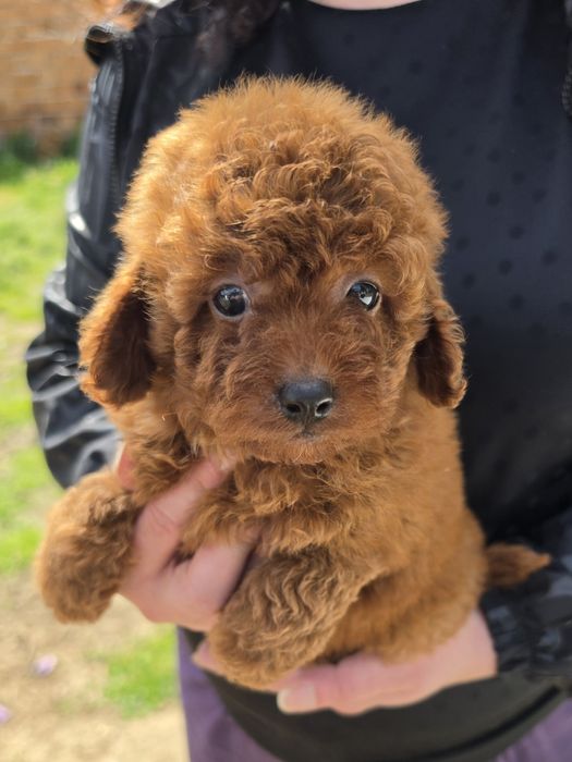 Той пудел Toy Poodle