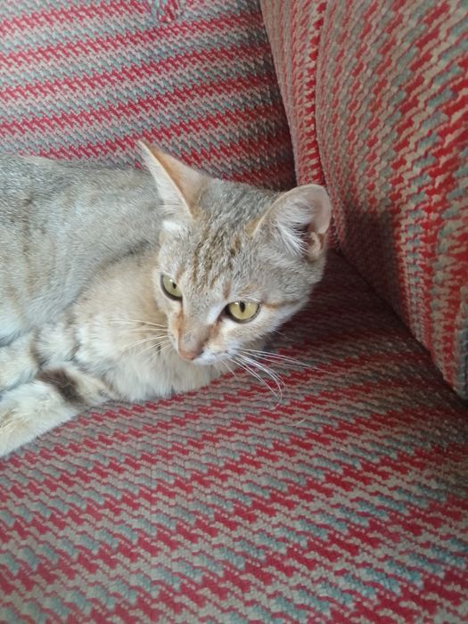 Ortacha aqili mushuk uy mushugi