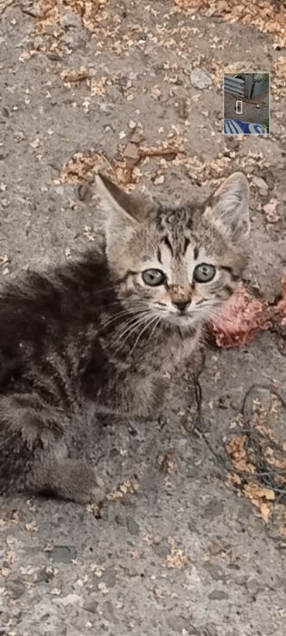 Котята ищут дом !