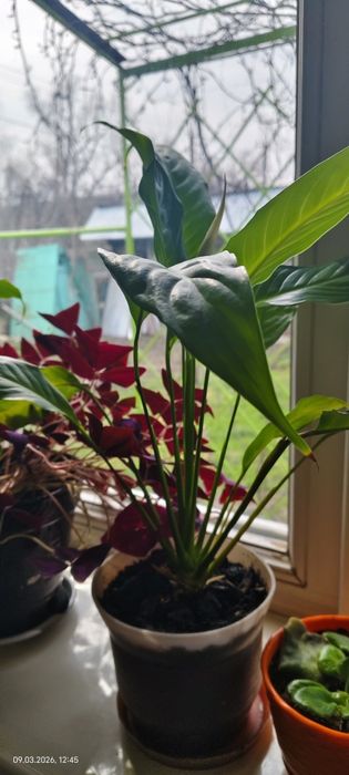 Продам цветок Женское счастье