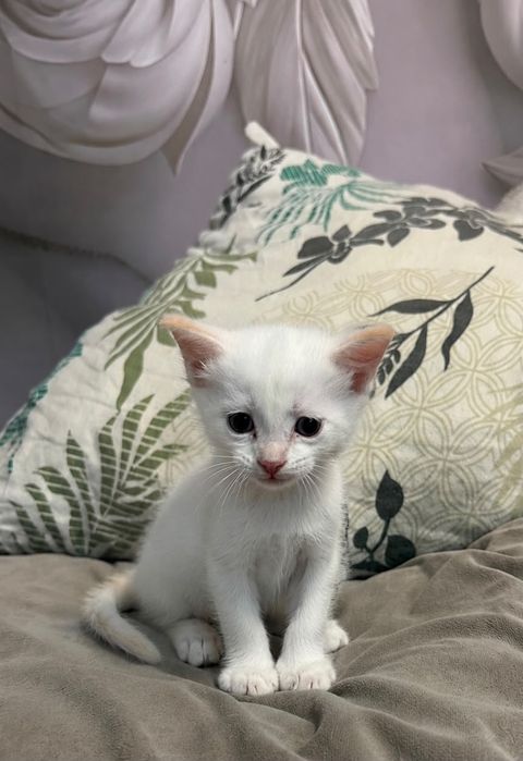Отдам даром котов сибирские