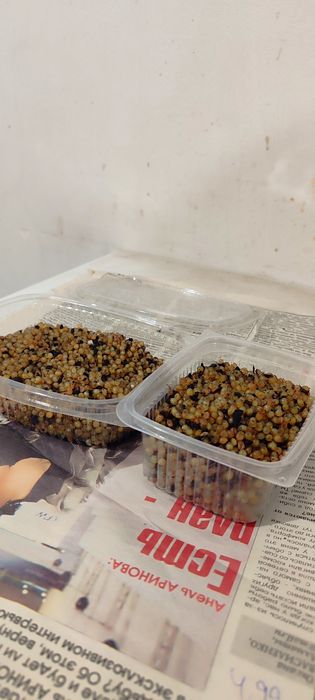 Коконы червя Дендробена