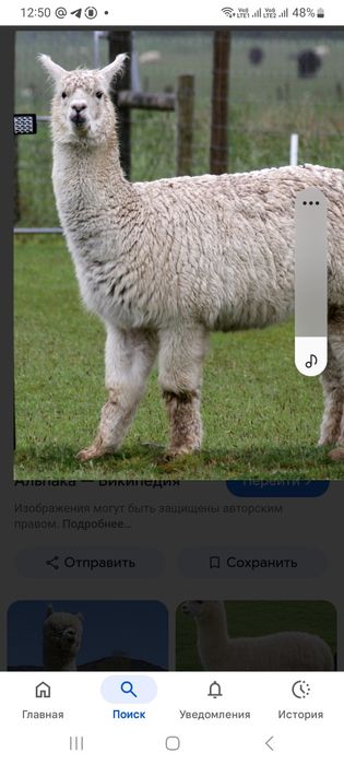 Носки из шерсти альпака