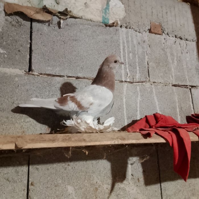 Продам голубя тасман