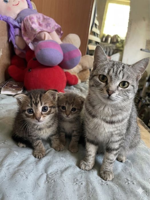 Продам котят и кошку