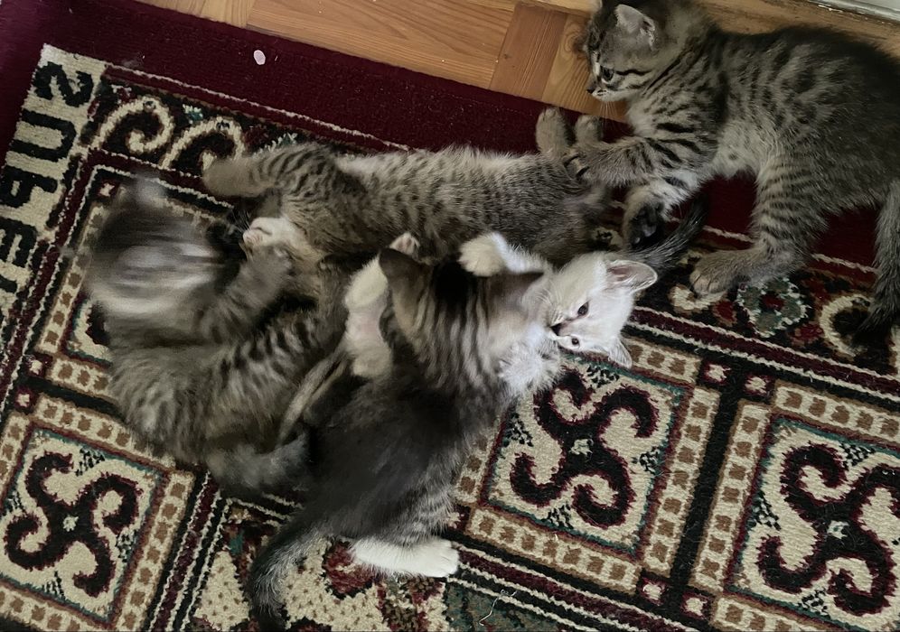 Mushuk bollari 6 ta
