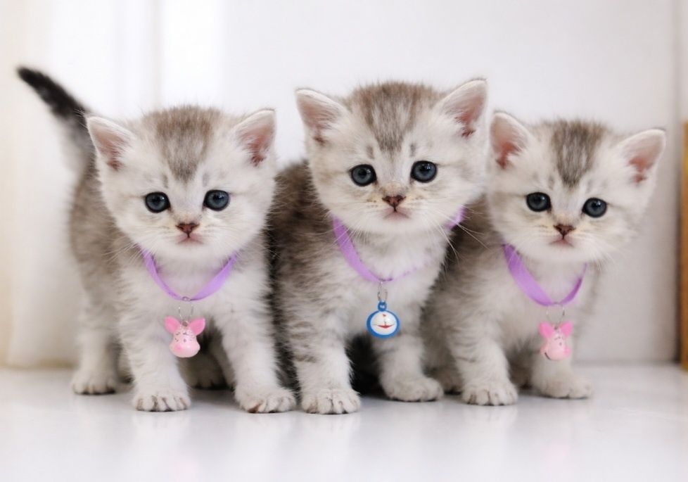 Серебристые шиншиллы