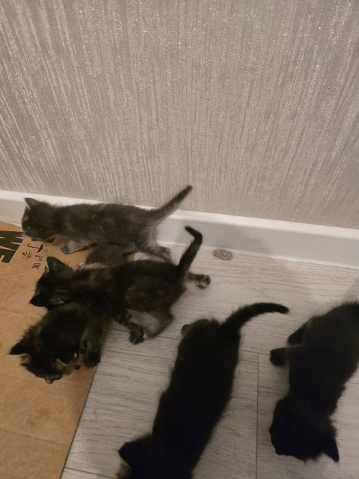 Кошка  с котятами