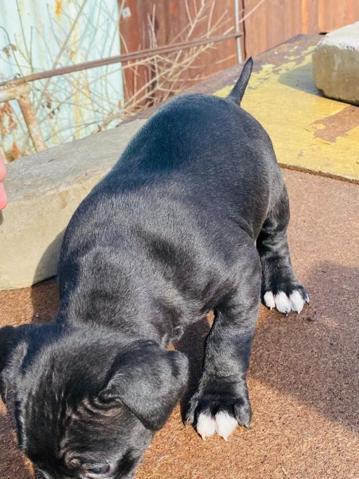 Продам щенков Питбуля