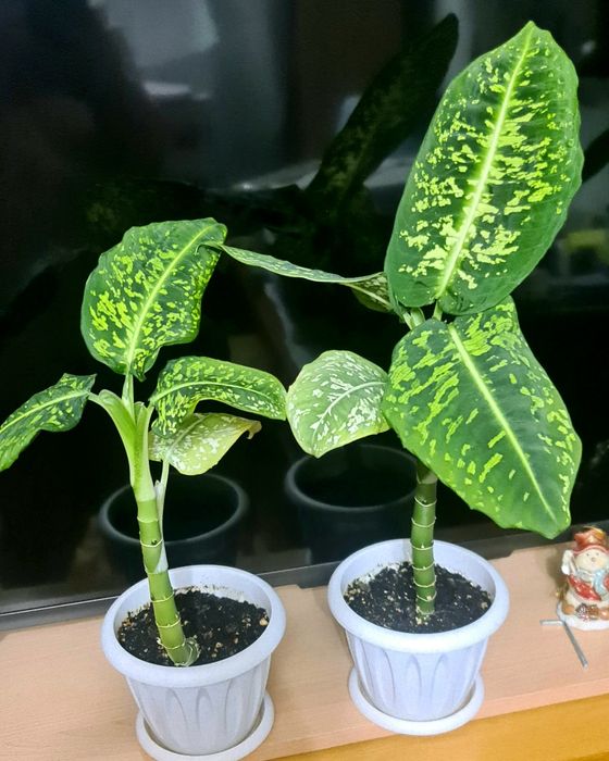 Диффенбахия сорт "Рефлектор"