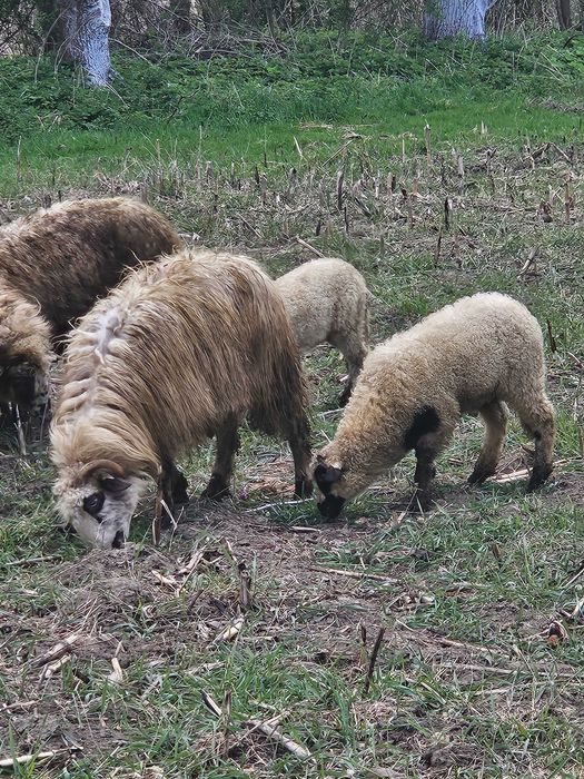 Oi de vanzare 2900 negociabil