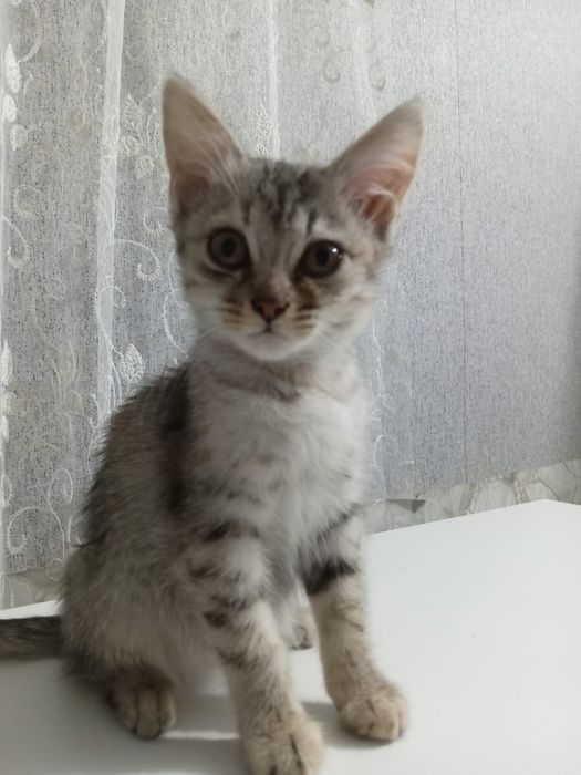 Отдам котят в хорошие руки