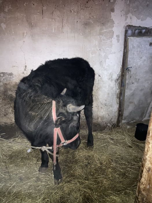 Продам корову (первотелка)