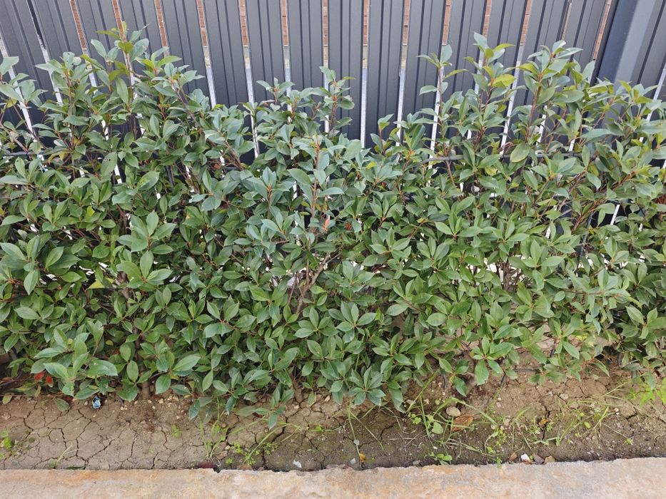 Gard viu/Arbusti/Tulpina - Photinia × fraseri "Red Robin" - Curte/Gradina