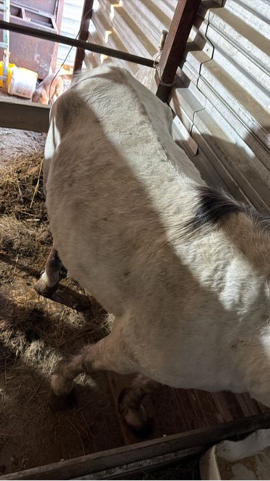 Кобыла ручная, торг имеется