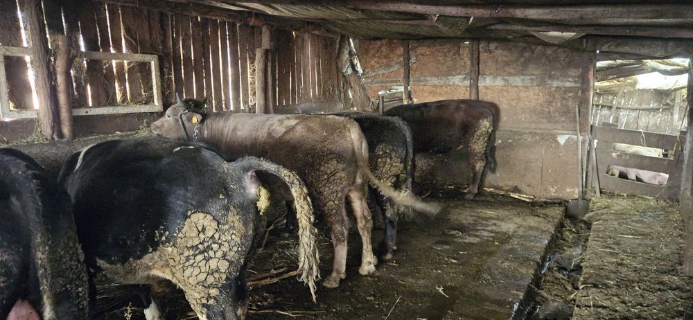 Vând 11 tauri și o vitica