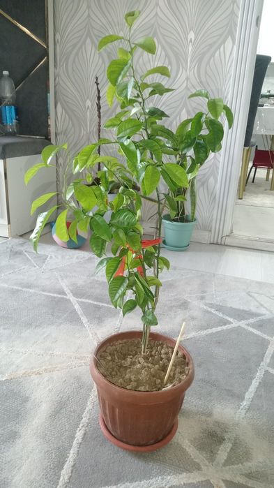 Мандарин 4 жылдық