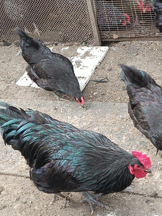 Инкубационные яйца кур