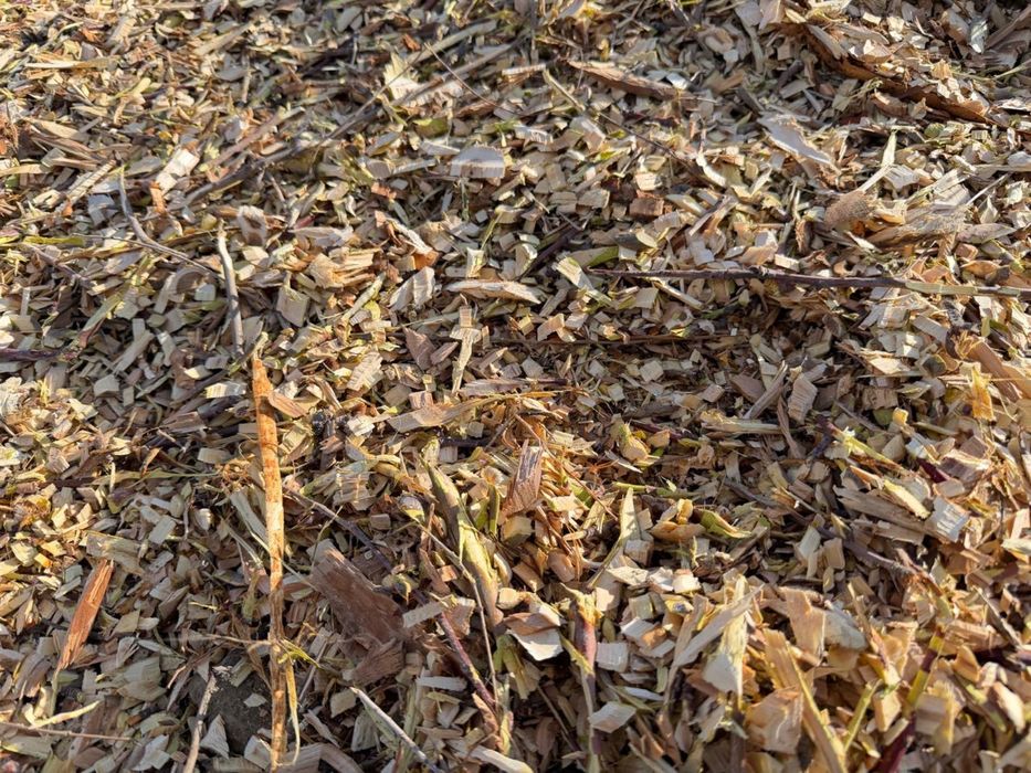 Дрова, деревья яблони