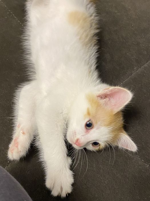 Котенок мальчик в добрые руки