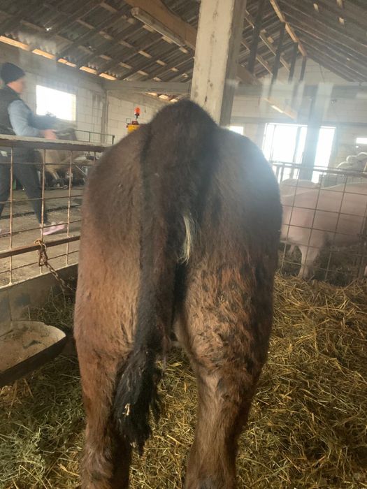 Vitel de vanzare Angus