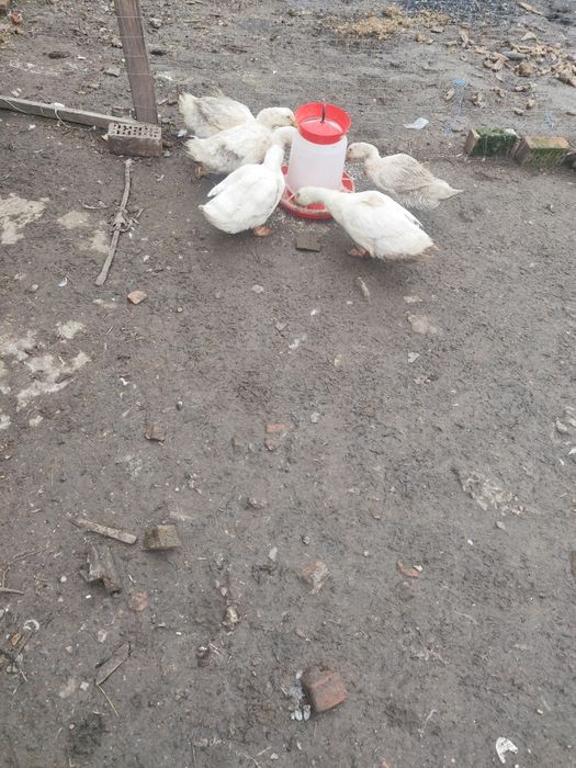 Vând rațe tinere de casa și mute