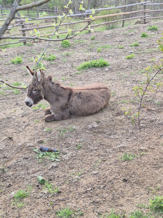 Vând măgar sau schimb