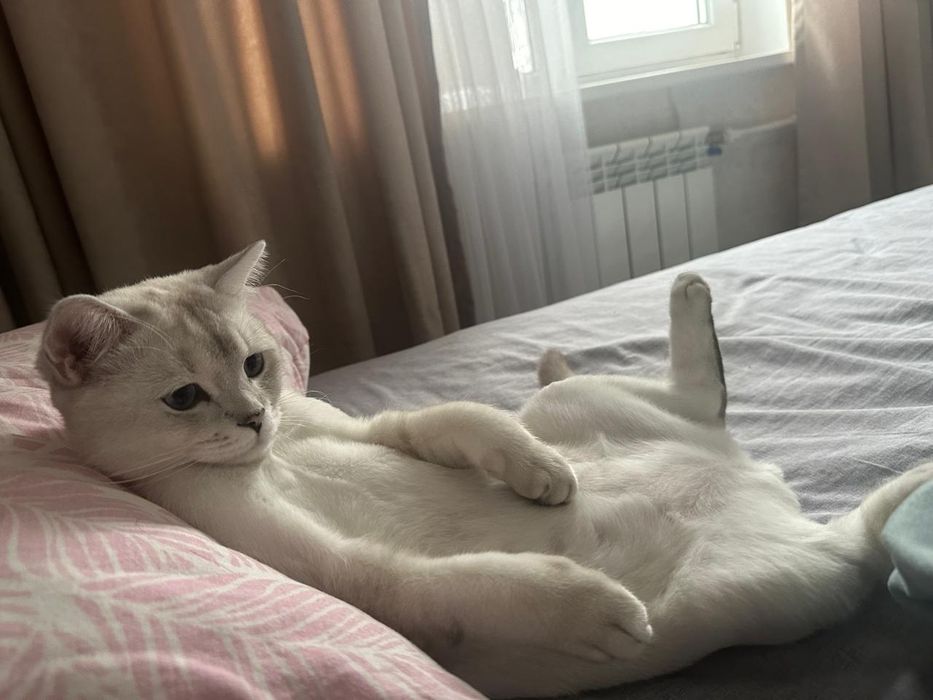 Дарю кота шиншила