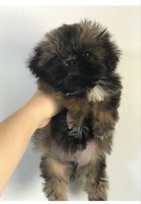 Ши-тцу малыши. Шитцу