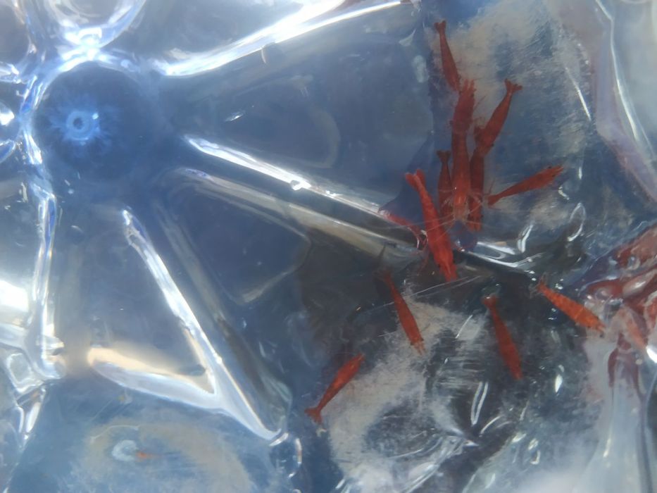 Креветки вишня не прихатливая цвет красный продается  сотилади