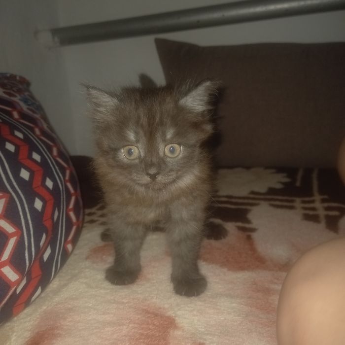 Отдам даром котёнка