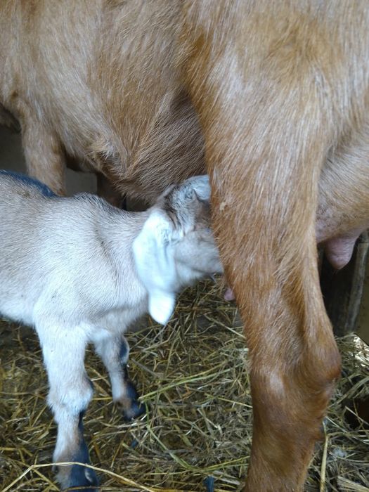 Metiș de anglonubiană cu alpin franceză