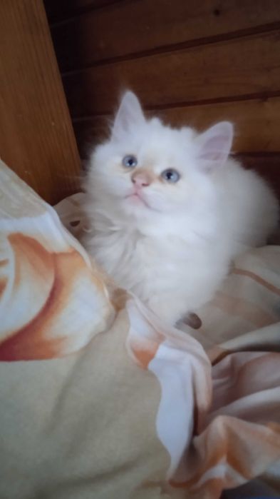 Невска маскарадна котка Neva Masquerade