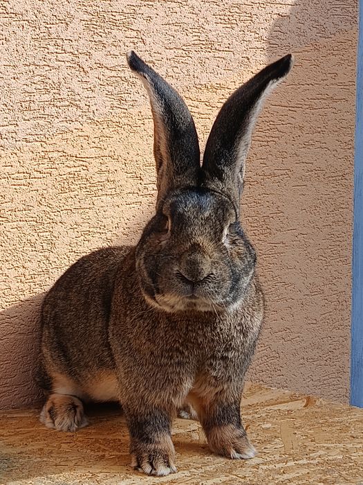 Masculi uriaș german