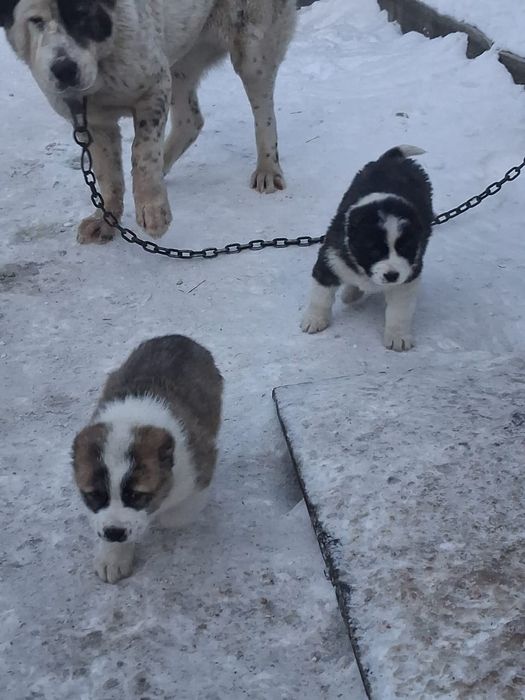 Щенки САО (алабай)