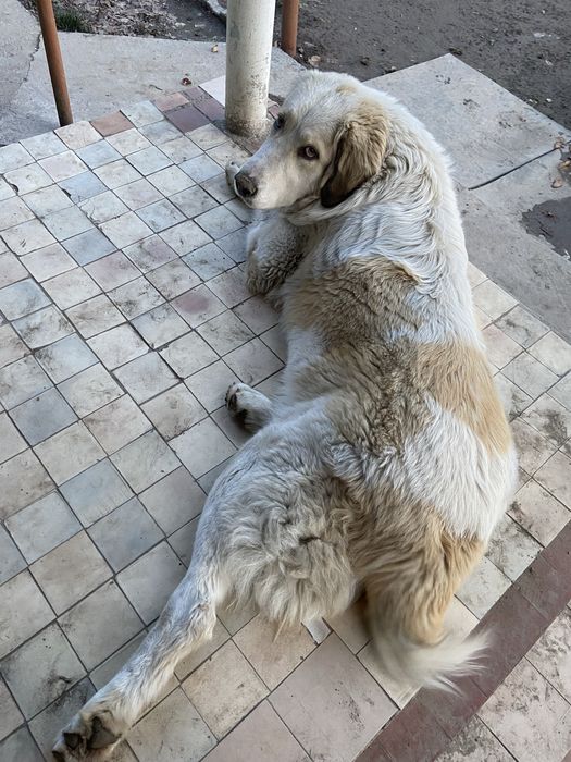 Алабай(10 месяцев) добрым хозяевам