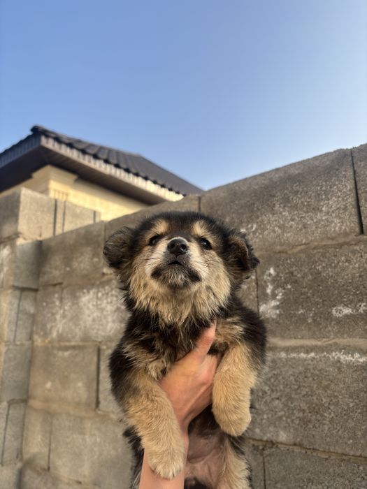 Щенок дворняшка,девочка