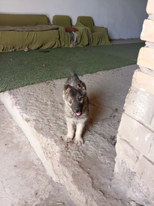 Европейский овчарка