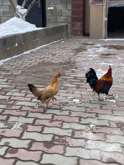 Продам Карликовых Курей