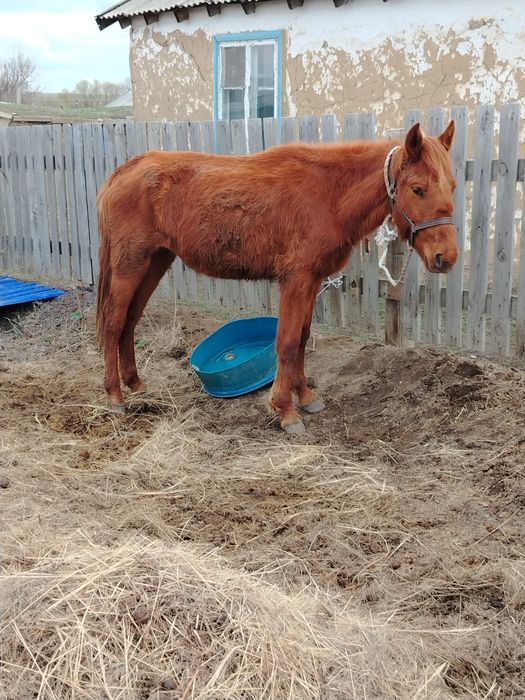 Байтал 24 жылғы сатылады