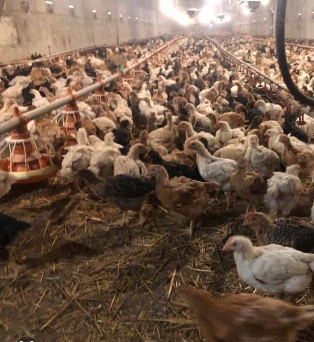 Vând pui albi de carne și rasa mixta