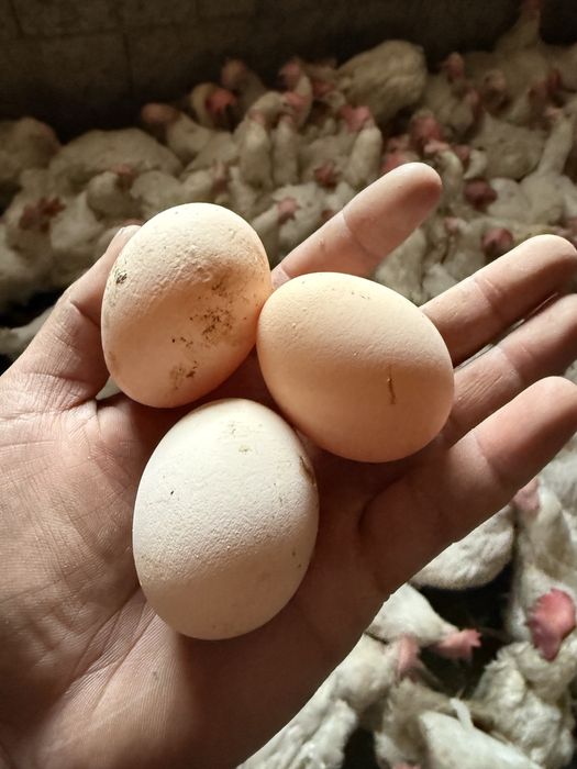 Куры несушки декалбы уайт.