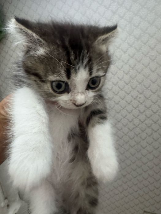 Котенок 2 месяца