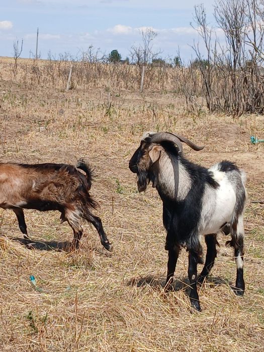 Țap mior de vânzare