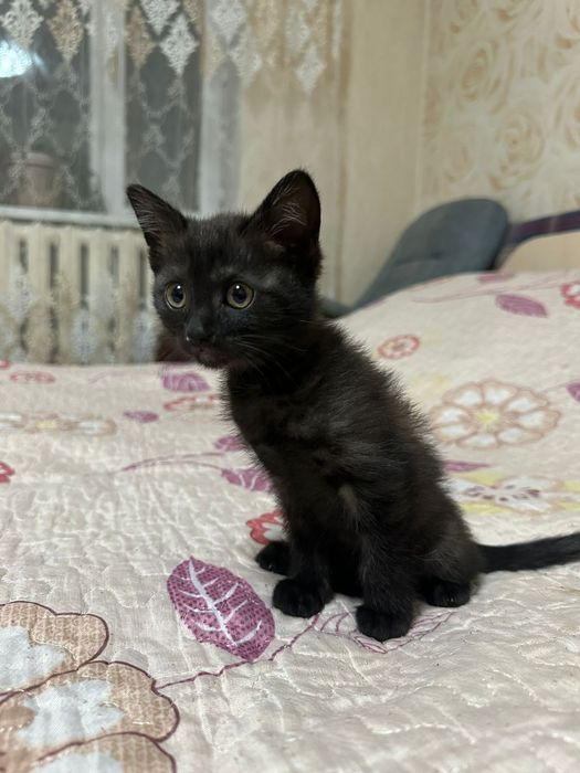 Отдам котят бесплатно