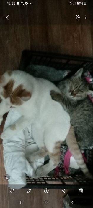 Молодые кошечки стерелизованные 10 мес